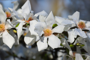 A white Magnolia tree in full flower in the spring sunshine.  Taken in Cardiff, South Wales, UK