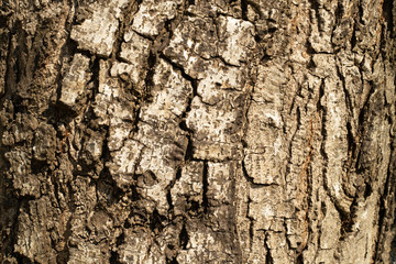 The texture of real wood. For texture and background use.