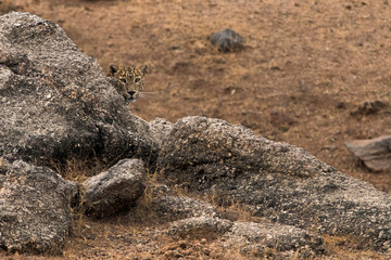 hidden leopard