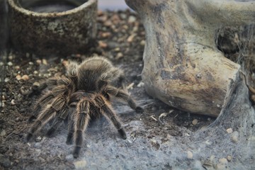 Mygale
