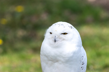 Beautiful standing portrait of the snowy owl