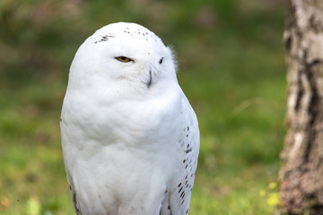 Fototapeta na wymiar Beautiful standing portrait of the snowy owl