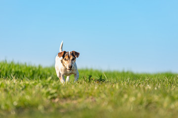 Naklejka na ściany i meble 12 years old Jack Russell Terrier dog on a meadow in front of blue sky
