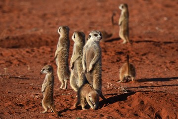 wachsame Erdmännchenfamilie (suricata suricatta) in der Kalahari in Namibia