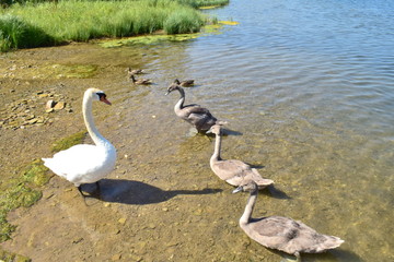 Family of swans ashore