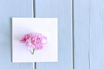 Pink sakura flower blossom on blue rustic wooden table. Cherry blossom flowers on vintage background with place for text.