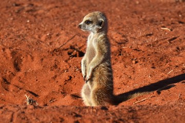 Fototapeta premium wachsames Erdmännchen (suricata suricatta) in der Kalahari in Namibia