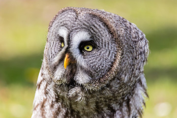 The beautiful great grey owl posing and facing