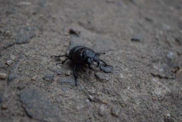  beetle