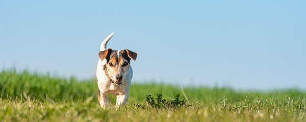 12 years old Jack Russell Terrier dog on a meadow in front of blue sky