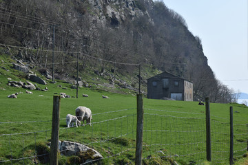 Obraz premium Sheep and lambs graze on a green pasture. Livestock and agriculture in Norway.