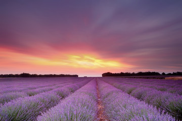 Obraz na płótnie Canvas Lavender sunset