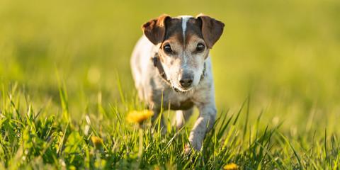 Portrait of a 12 years old Jack Russell Terrier dog outdoor in nature.