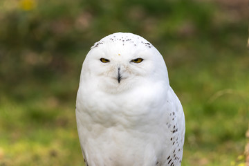 Obraz na płótnie Canvas Beautiful standing portrait of the snowy owl