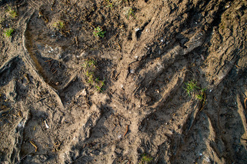 Background, tree roots on Earth