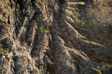 Background, tree roots on Earth