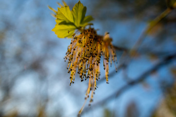 Flowers on a branch of a linden tree