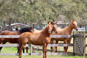 Fototapeta premium Beautiful herd of horses standing at fence