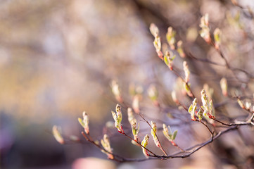 Spring Branch with young leaves