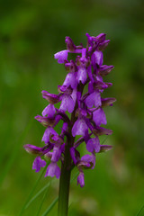 Orchidea Orchis morio con infiorescenza viola e sfondo verde