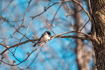 Black-capped chickadee bird perched on tree branch in sunny spring in Virginia with cherry blossom flowers buds and vibrant blue sky