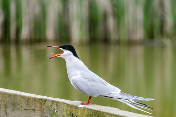 Common tern (sterna hirundo)