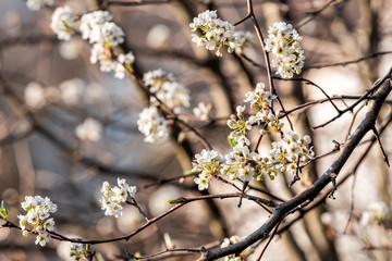 White cherry blossom sakura tree macro closeup with vintage flower petals in spring springtime Washington DC Northern Virginia branches background