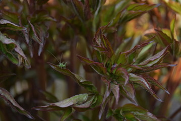 grasshopper on flowers
