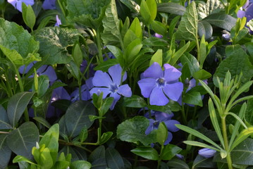 flowers in the garden