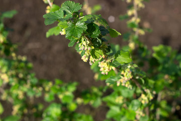 Flowering black currant bush on a sunny day.