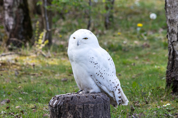 Beautiful standing portrait of the snowy owl