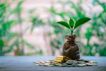 Plant Growing In Savings Coins - Money, Financial, Business Growth concept.