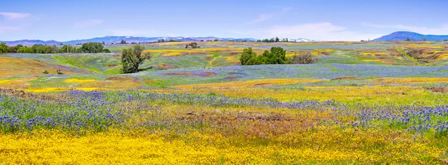 Foto op Canvas Wilde bloemen bloeien op de rotsachtige bodem van het ecologische reservaat North Table Mountain, Oroville, Butte County, Californië © Sundry Photography