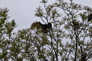 Vultures in a Tree