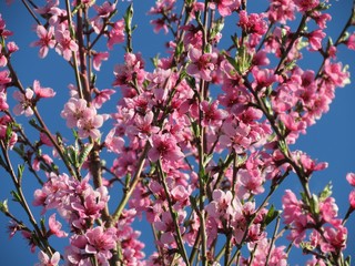 prächtige Pfirsischblüte im April