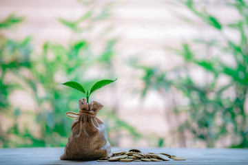 Planting coins in hemp bags - investment ideas for growth