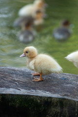 Yellow Ducklings stands on a log and swimming in the pond.