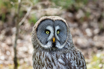 The beautiful great grey owl posing and facing