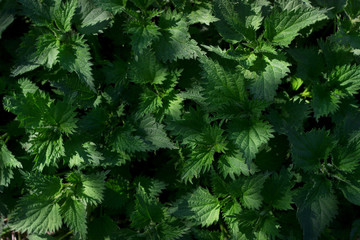 Rattern of nettle leaves, lit by the morning sun.