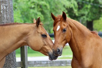Beautiful Chestnut Horses Sniffing Noses