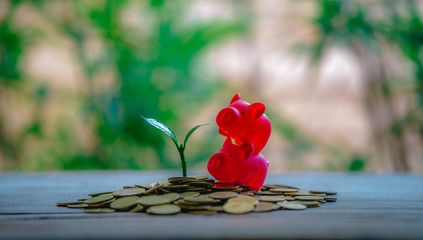 Cropping on coins - investment ideas for growth