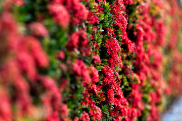 Obraz premium Bokeh side closeup of red ixora flowers showing detail and texture against background of green leaves landscaping in Florida