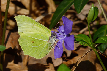 farfalla Cedronella (Gonepteryx rhamni) su fiore di Vinca