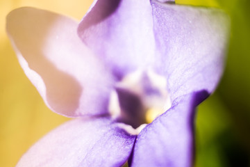 Fototapeta na wymiar closeup of a flower