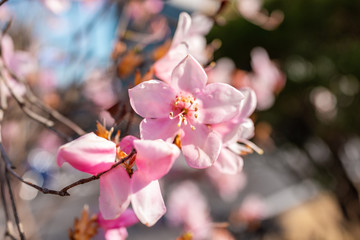 Fototapeta na wymiar One pink plum blossom tree flower macro closeup of petals during spring springtime in Nikko, Japan Tochigi prefecture