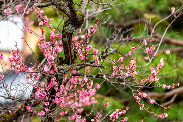 Pink cherry blossom sakura tree in early spring with buds blooming opening in Takayama, Gifu Prefecture, Japan garden park