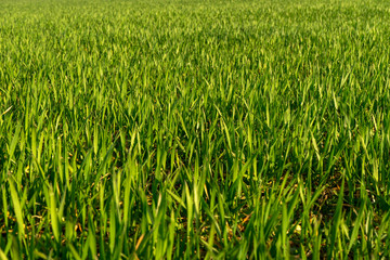 Sunny field of bright green fresh plants. Ecological agriculture concept. Real is beautiful