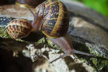 Dos caracoles