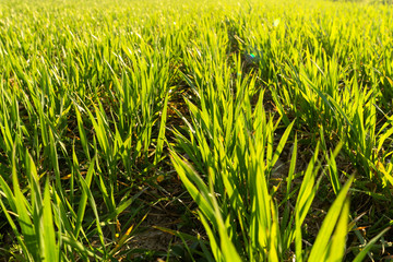 Sunny field of bright green fresh plants. Ecological agriculture concept. Real is beautiful