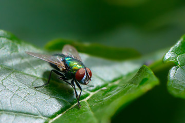 Common fly on leaf - obrazy, fototapety, plakaty